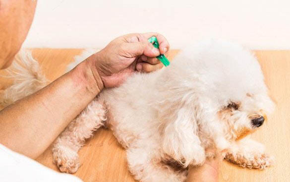 小狗拉水樣大便,噴射怎么辦