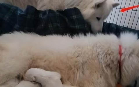 成年大狗的訓練方式