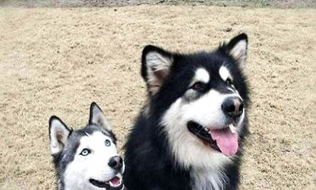 阿拉斯加雪橇犬不可以隨便吃的食物
