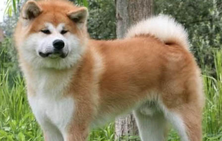 狗狗生完后多久排完惡露?
