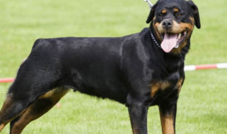 羅威納犬一生認幾個主人