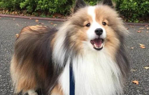 喜樂蒂牧羊犬是哪國的