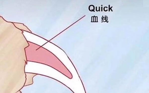 狗狗屁股流血是為什么