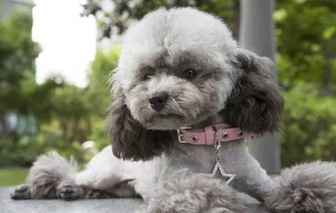 泰迪犬毛發(fā)如何打理