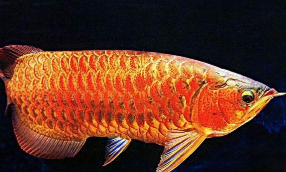 小火龍魚會(huì)咬人嗎