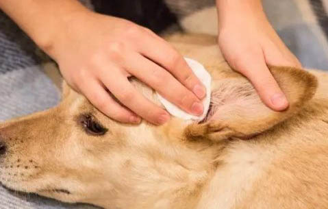 狗狗尷尬期是什么時候
