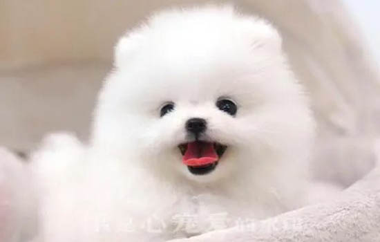 茶杯狗可以長多大
