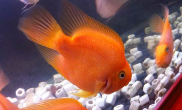 迷你鸚鵡魚產(chǎn)卵了怎么辦