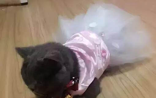 小貓打了疫苗沒精神