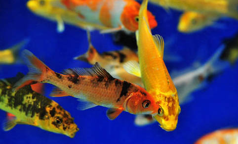 金魚(yú)患有魚(yú)鰾病怎么辦