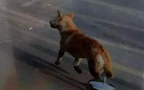 狗狗有細(xì)小癥狀能活多久