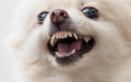 益生菌可以喂狗狗嗎