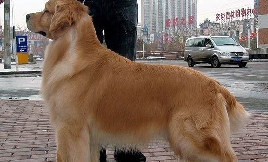 金毛犬怎么喂養(yǎng)狗狗喂養(yǎng)金毛狗注意事項(xiàng)