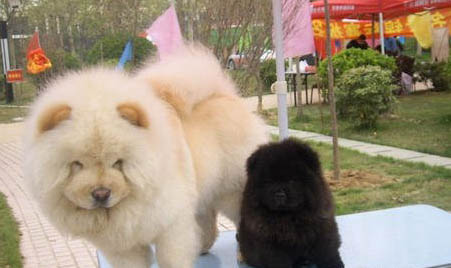 松獅犬的壽命一般是多久