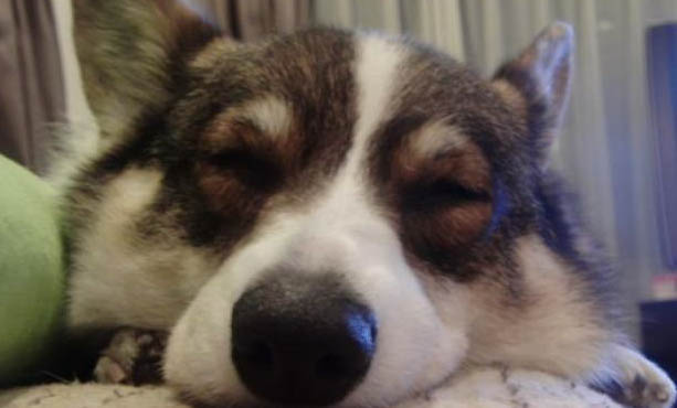 狗狗急性腸胃炎會死嗎