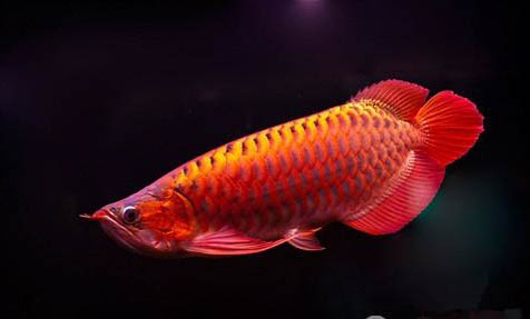 雷龍魚是熱帶魚還是冷水魚