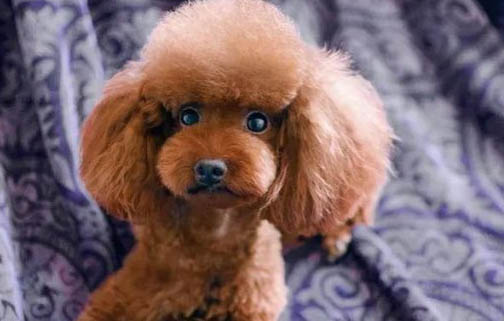 泰迪犬多久成年
