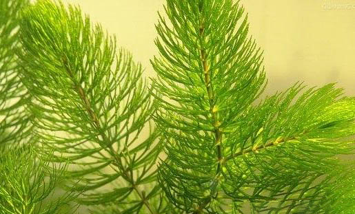 草金魚如何區(qū)分公母