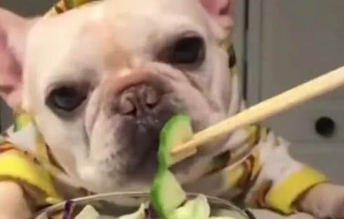 狗狗驅蟲藥哪個牌子好