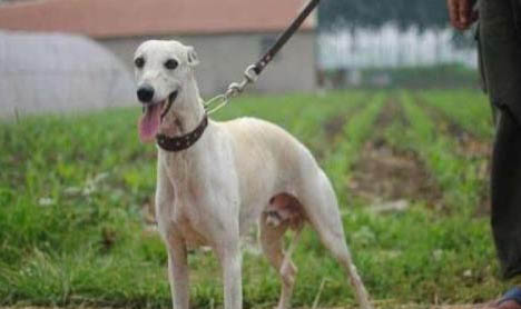 惠比特犬嘔吐白沫的原因及處理方法