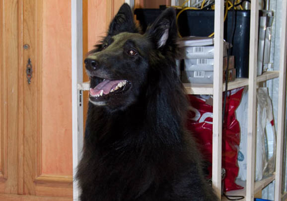 邊境牧羊犬犬瘟熱可以驅蟲嗎