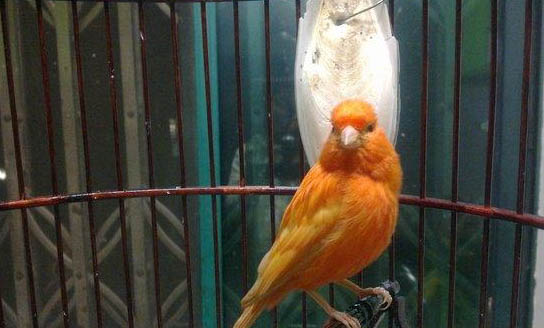 母芙蓉鳥下蛋前表現
