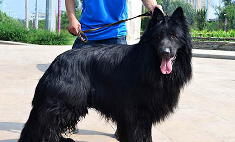 中亞牧羊犬口吐白沫是什么原因