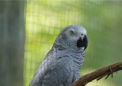 玄鳳鸚鵡怕冷嗎它適合多少度