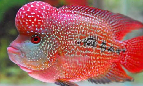 小羅漢魚(yú)苗喂什么起頭