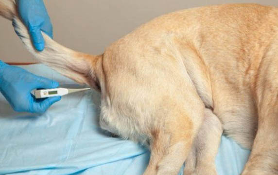 狗狗細小犬瘟治療方法