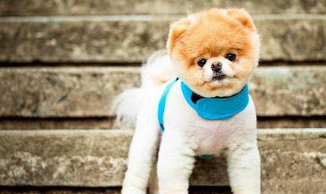 茶杯犬和博美犬哪個好養
