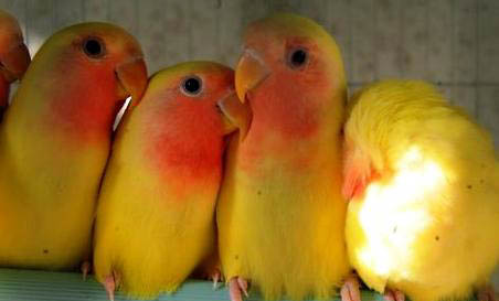 玄鳳鸚鵡給它吃什么飼料