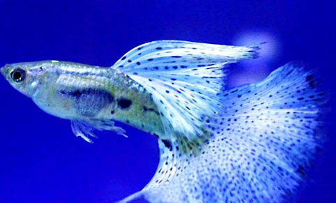 孔雀魚怎么繁殖的