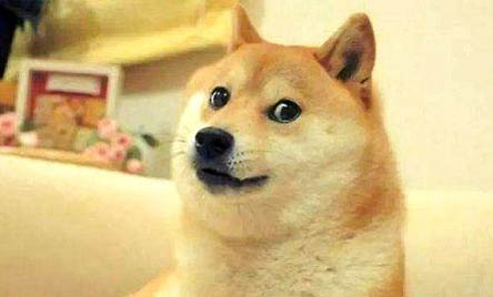 柴犬丟了怎么找回