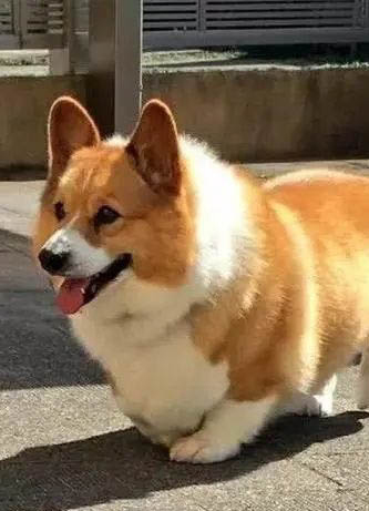 網(wǎng)上哪里有賣威勢(shì)爾柯基犬