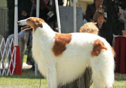 蘇俄獵狼犬吃多了拉稀怎么辦