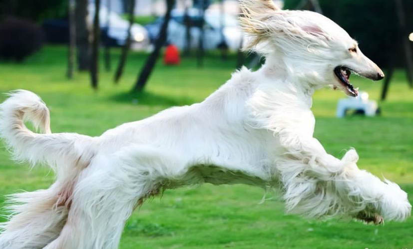 維希拉獵犬吐白色粘稠液體是什么原因