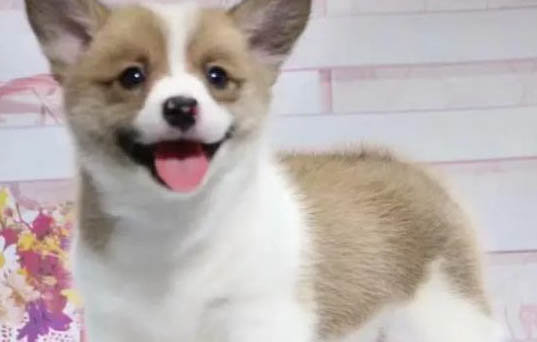 狗狗可以吃西紅柿嗎