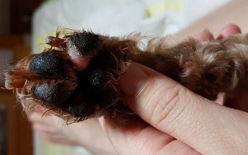 狗懷孕時得犬瘟會影響小狗嗎