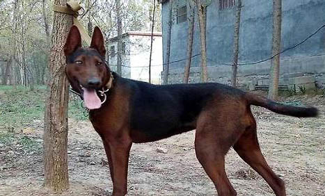 蘇聯紅犬怎么看純不純?