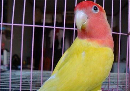 玄鳳鸚鵡配對公式是什么?