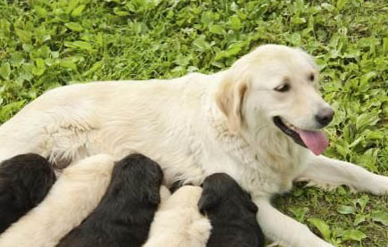 狗狗后腿突然瘸了還抖動