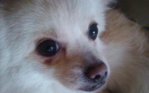 帶狗狗坐高鐵需要什么手續?