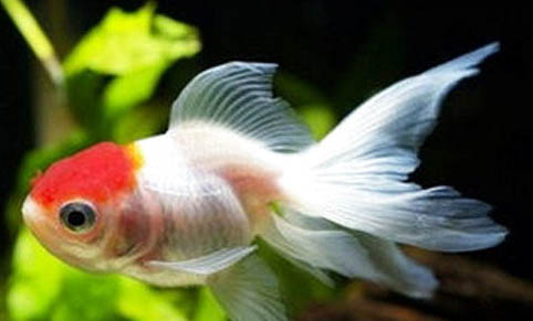 金魚多久喂一次魚呢