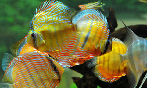 孔雀魚適合的水溫