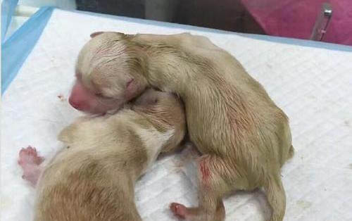 小狗熱天如何運輸狗糧啊?