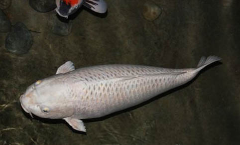 孔雀魚爛尾能自愈嗎