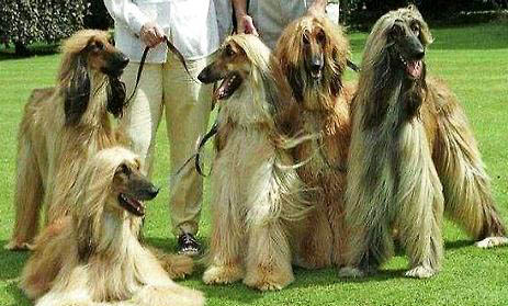美國水獵犬有攻擊性嗎