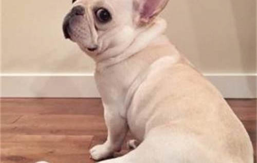 狗身上有紅色的蟲子是什么蟲子