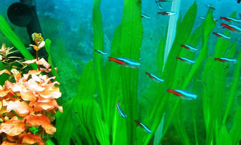 魚缸沒有氧氣泵能養魚嗎?